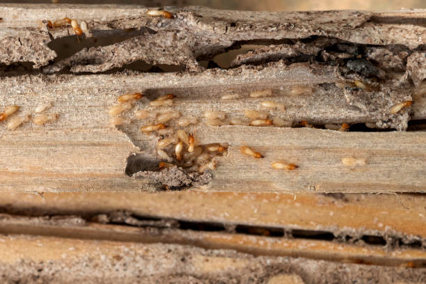Best Commercial Pest Control Services  in Adelanto, CA